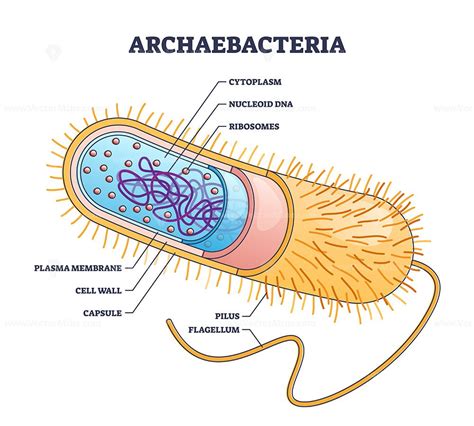 Archaebacteria inner and outer anatomical bacteria structure outline ...