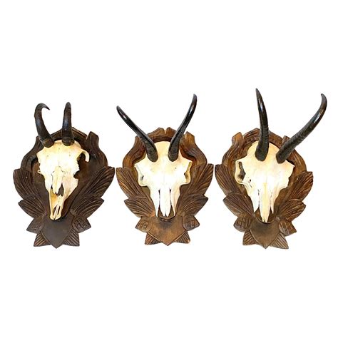 Assorted Small Black Forest Roe Buck Mounts For Sale at 1stDibs | small antler mount, small ...