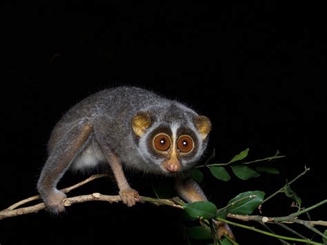 Sri Lankan Grey Slender Loris | The Grey Slender Loris of Sri Lanka | Grey Slender Loris