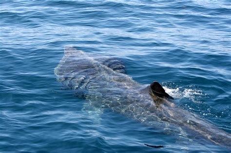 How to watch Basking Sharks in Ireland | Irleand's Wildlife