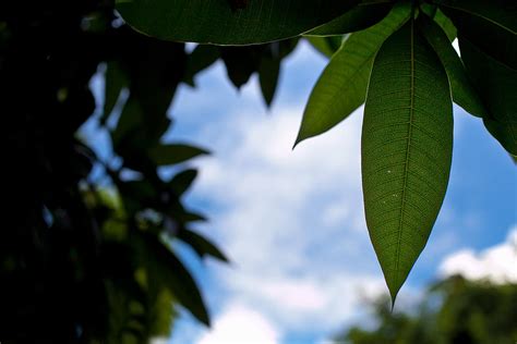 Mango Tree Leaf Photograph by Anya Brewley schultheiss