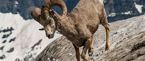 Wildlife in Glacier National Park - Glacier National Park Conservancy