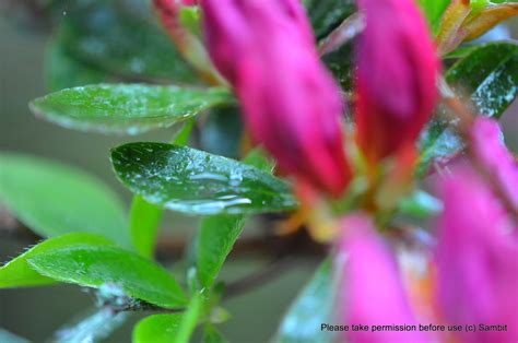 Celebrating life and nature in photography: Spring Rain