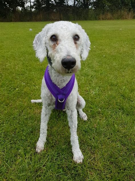 Christmas Auction 2020 - Bedlington Terrier Rescue