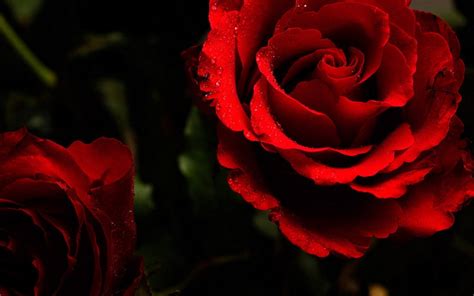 Red, Red Rose - Roses Wallpaper (11661961) - Fanpop