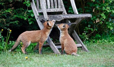 Premium Photo | Urban fox cubs exploring