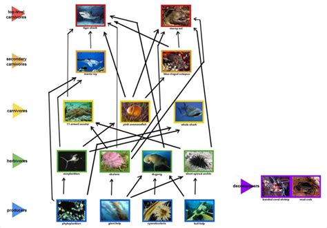 Week 3: Food Chains Resources - The Great Barrier Reef - LibGuides at William Clarke College