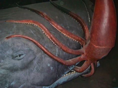 Topsy's Revenge: There’s No Such Thing as a Giant Squid