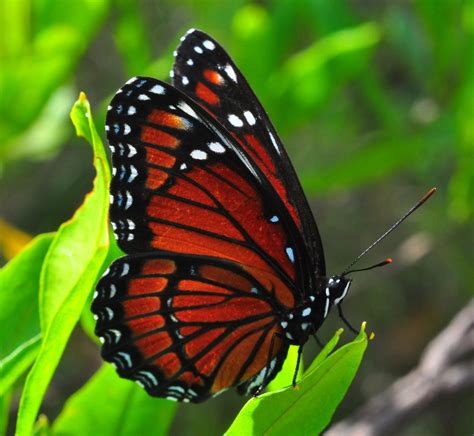 Viceroy Butterfly at Okaloacoochee Slough State Forest