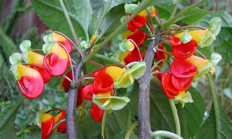 "Parrot Impatiens" - Impatiens niamniamensis