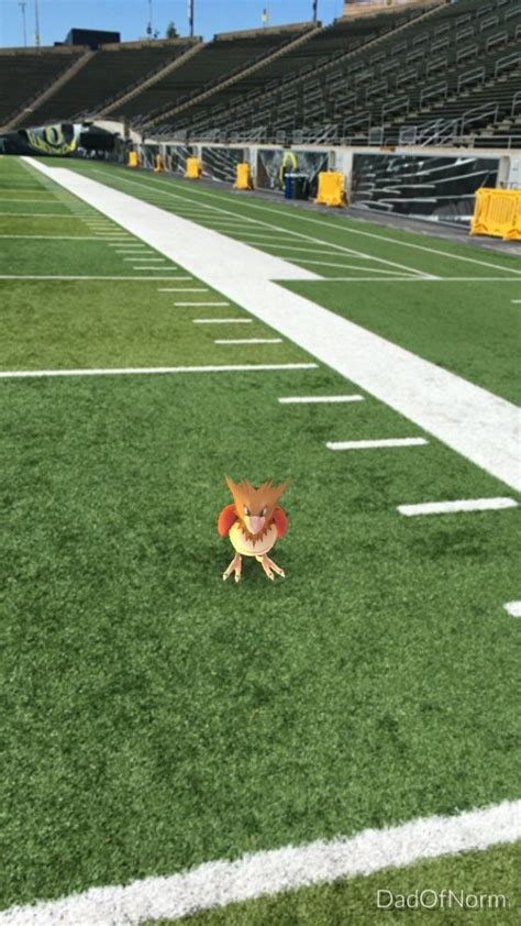 Pokemon GO: Spearow appear on the football field at the University of Oregon – Pokémon Blog