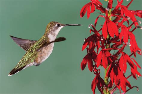 Attracting Hummingbirds | Missouri Department of Conservation