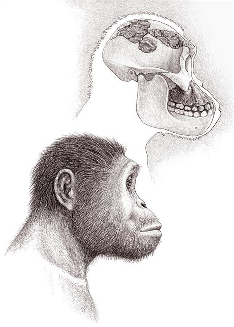 Paranthropus Aethiopicus Skull And Head Photograph by Mauricio Anton