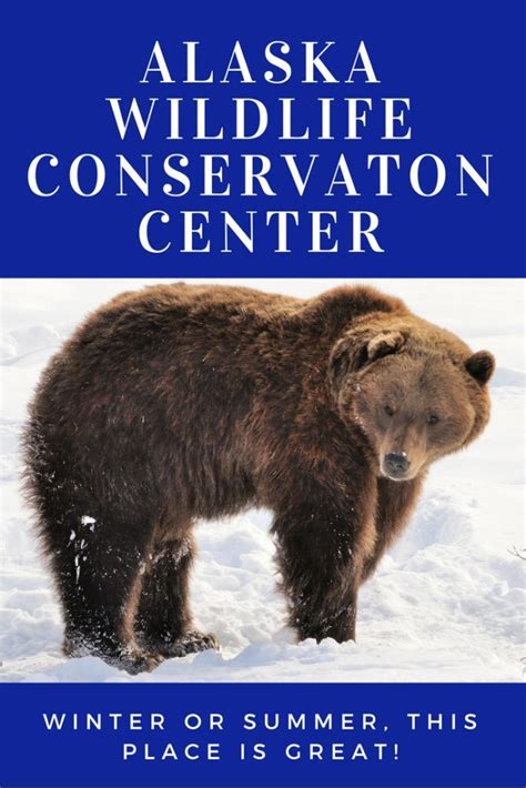 I highly recommend the Alaska Wildlife Conservation Center is a great place to see wildlife ...