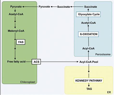 Fatty acids synthesis and catabolism take place simultaneously in plant... | Download Scientific ...