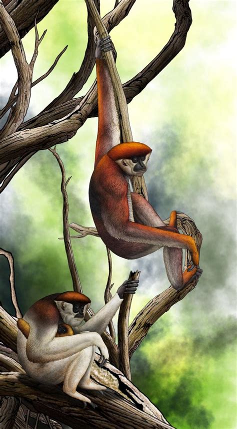 Earliest Gibbon Fossil Discovered in Yuanmou, Yunnan, China - iNEWS