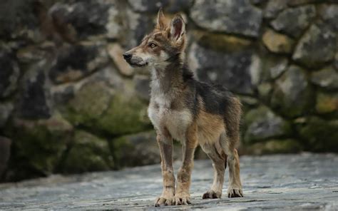 Nacen cachorros de lobo gris en el Edomex - El Sol de Toluca | Noticias Locales, Policiacas ...