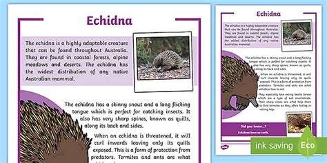 Australian Echidna Facts | Primary Resources | Twinkl