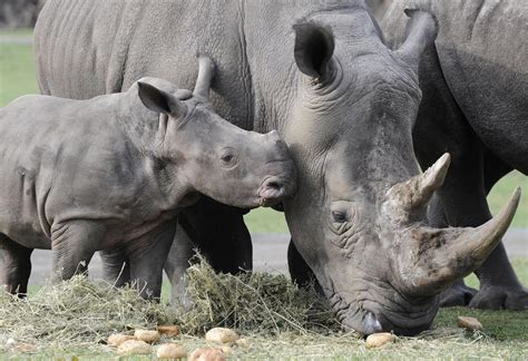 Javan Rhinos - Animals Photo (39714068) - Fanpop