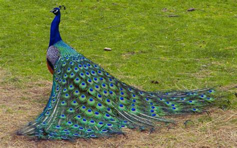 Free download Beautiful Peacock Bird HD Desktop Wallpaper Background HD Wallpapers [2560x1600 ...