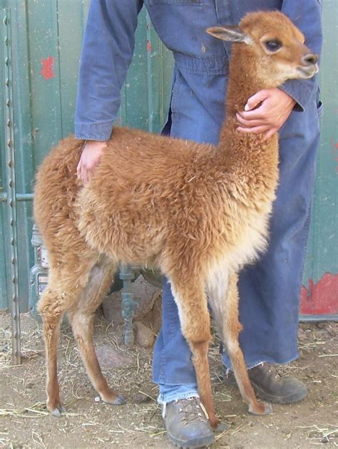 270 best Alpacas & Vicunas images on Pinterest | Alpacas, Chile and Chili