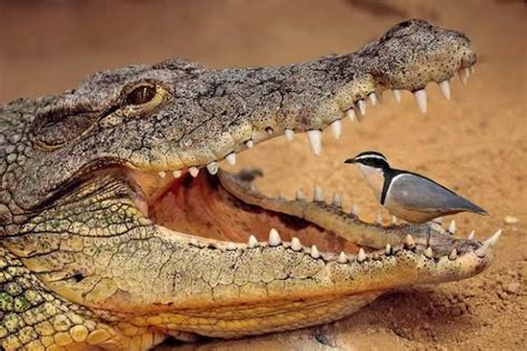 The Egyptian Plover Bird, eats food stuck in the crocodile's teeth, and ...