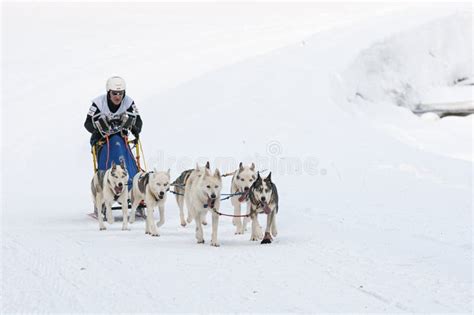 Musher and Team of Sled Dog Editorial Stock Image - Image of canine ...