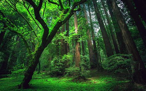 HD wallpaper: jungle windows, forest, tree, plant, land, beauty in ...