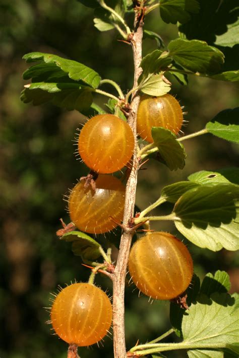 Temperate Climate Permaculture: Permaculture Plants: Gooseberries