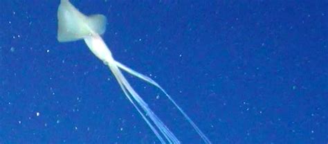 The Unusual Bigfin Squid | Critter Science