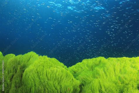 Underwater green algae in blue ocean Stock Photo | Adobe Stock