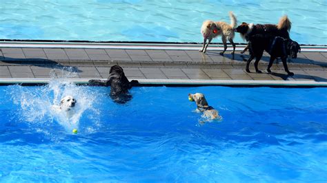 Does Your Dog Need Swim Lessons? - The New York Times