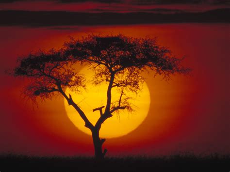 Kenya, Africa, Acacia Tree at sunset