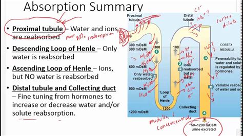 Chapter 20 Renal Hormones and Urine Production - YouTube