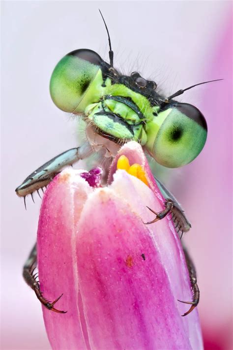 10 Most Amazing Insect Faces by Colin Hutton