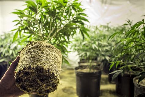 How Medical Marijuana Will Impact Real Estate in Pennsylvania - OMNI Realty GroupOMNI Realty Group