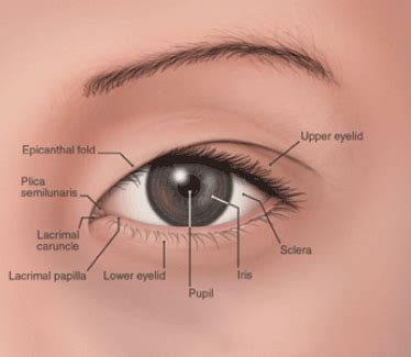 world optical: Kelopak mata