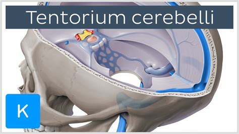 Tentorium cerebelli - Anatomy, Location, Function - Human Anatomy | Kenhub - YouTube