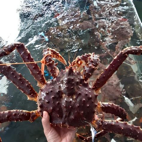 Cua Hoàng Đế - King Crab (3kg) - Loại Tốt Nhất, Giao Trong 1h Tại Hà Nội