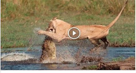 Amazing !! Lion vs Crocodile Top Real Fight | heros news