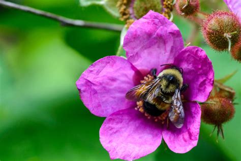 Rusty-patched Bumble Bee – Bumble Bees of Wisconsin – UW–Madison