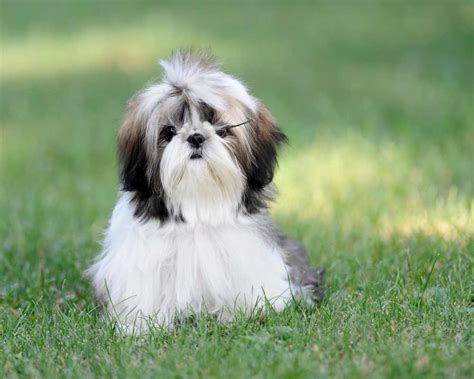 Shih Tzu Dog Breed » Information, Pictures, & More