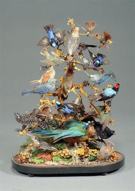 342: Taxidermy bird group | Taxidermy, Bird, Decor