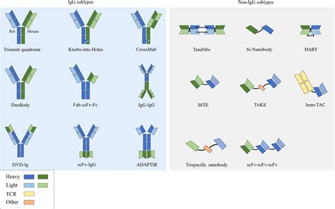 Frontiers | Immunotherapeutic progress and application of bispecific antibody in cancer