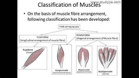 Identify The Muscle And Indicate Its Function