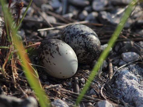 Common Nighthawk eggs macro SOOC 20120614 | This is a second… | Flickr ...