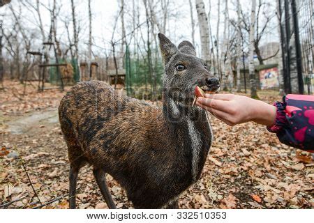 Siberian Musk Deer, Image & Photo (Free Trial) | Bigstock