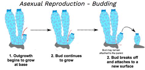 Unit 5-1: Phylum Porifera – The Biology Classroom