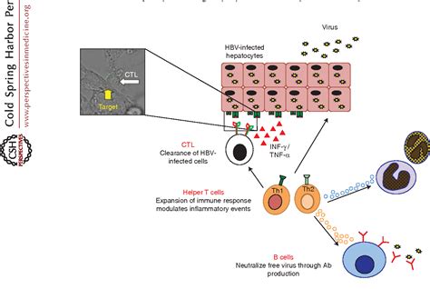 Figure 2 from Immune Response in Hepatitis B Virus Infection. | Semantic Scholar