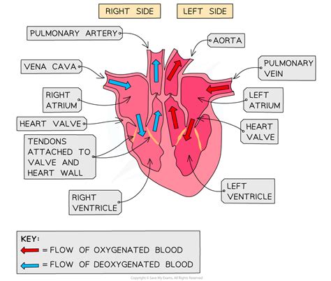 The Heart (2.2.2) | AQA GCSE Biology Revision Notes 2018 | Save My Exams